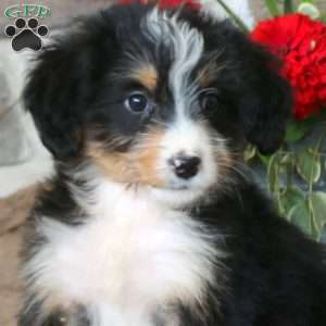 Audrey, Mini Bernedoodle Puppy