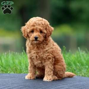 Audrey, Toy Poodle Puppy