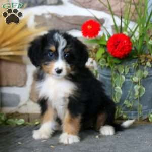 Audrey, Mini Bernedoodle Puppy