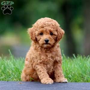 Audrey, Toy Poodle Puppy