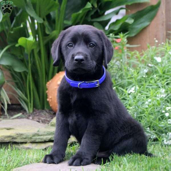 August, Black Labrador Retriever Puppy