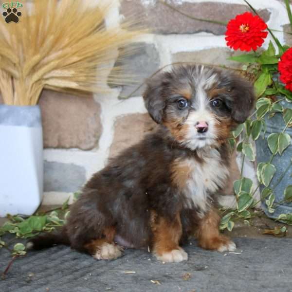Austin, Mini Bernedoodle Puppy