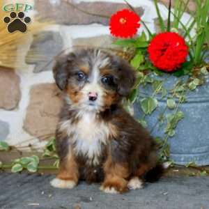 Austin, Mini Bernedoodle Puppy