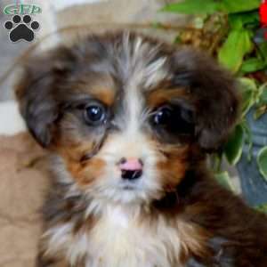 Austin, Mini Bernedoodle Puppy