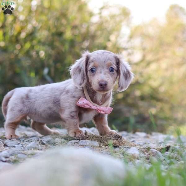 Autumn, Dachshund Puppy