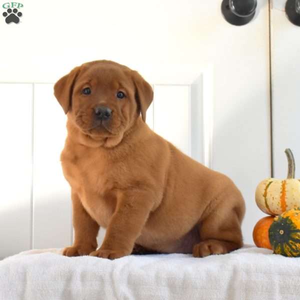 Autumn, Fox Red Labrador Retriever Puppy