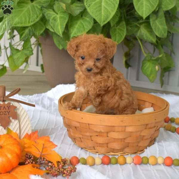 Autumn, Toy Poodle Puppy