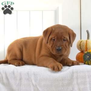 Autumn, Fox Red Labrador Retriever Puppy