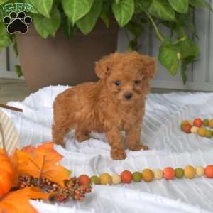 Autumn, Toy Poodle Puppy