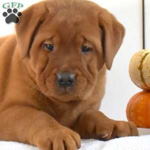 Autumn, Fox Red Labrador Retriever Puppy