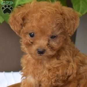 Autumn, Toy Poodle Puppy