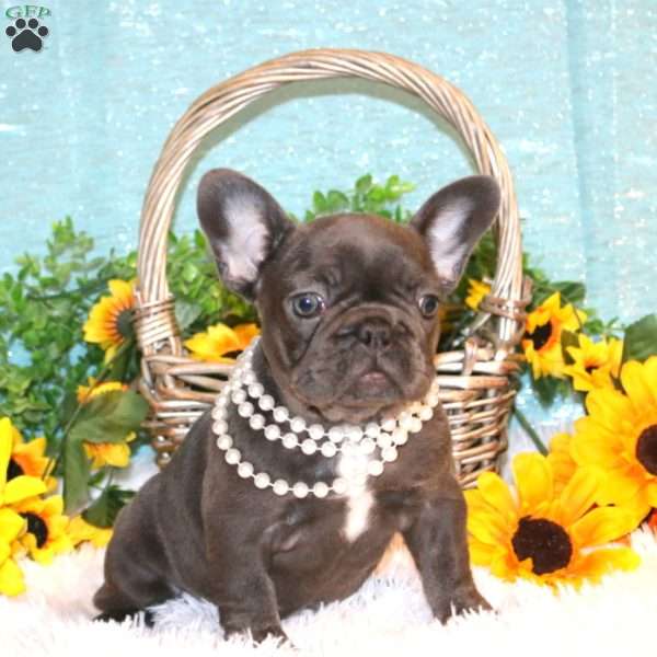 Autumn Glory, French Bulldog Puppy