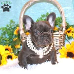 Autumn Glory, French Bulldog Puppy