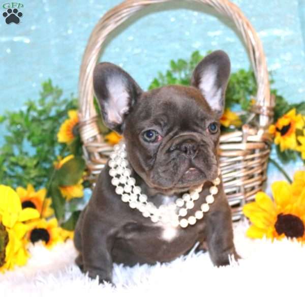 Autumn Glory, French Bulldog Puppy