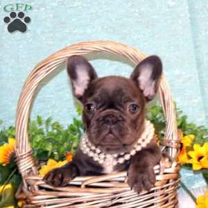 Autumn Glory, French Bulldog Puppy