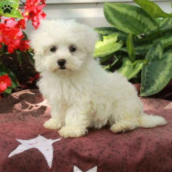 Ava, Maltese Puppy