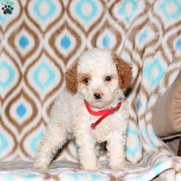 Ava, Miniature Poodle Puppy