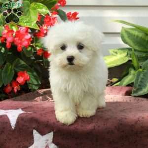 Ava, Maltese Puppy