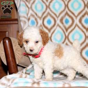 Ava, Miniature Poodle Puppy