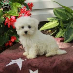 Ava, Maltese Puppy