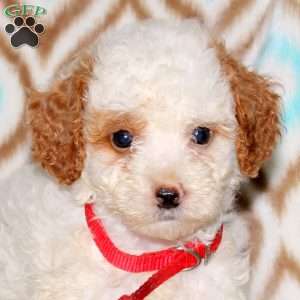 Ava, Miniature Poodle Puppy
