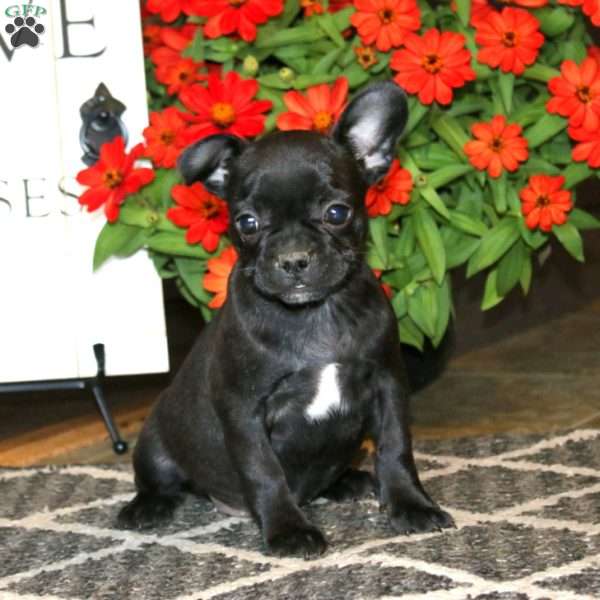 Ava, Frenchton Puppy