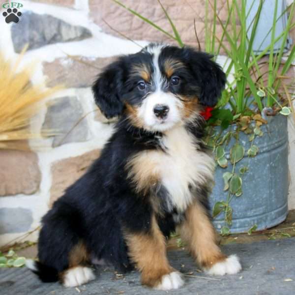 Ava, Mini Bernedoodle Puppy
