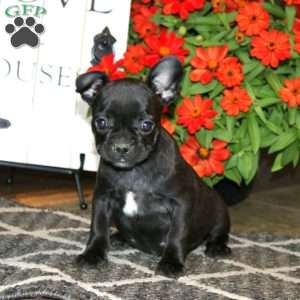 Ava, Frenchton Puppy