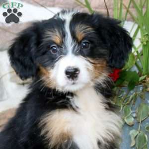 Ava, Mini Bernedoodle Puppy