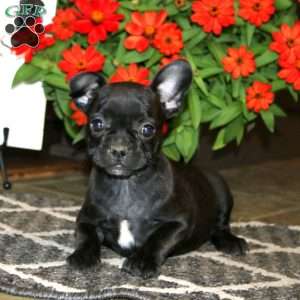 Ava, Frenchton Puppy