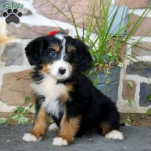 Ava, Mini Bernedoodle Puppy