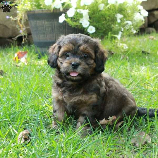 Axel, Shih Tzu Mix Puppy