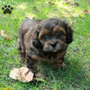 Axel, Shih Tzu Mix Puppy