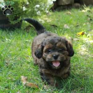 Axel, Shih Tzu Mix Puppy