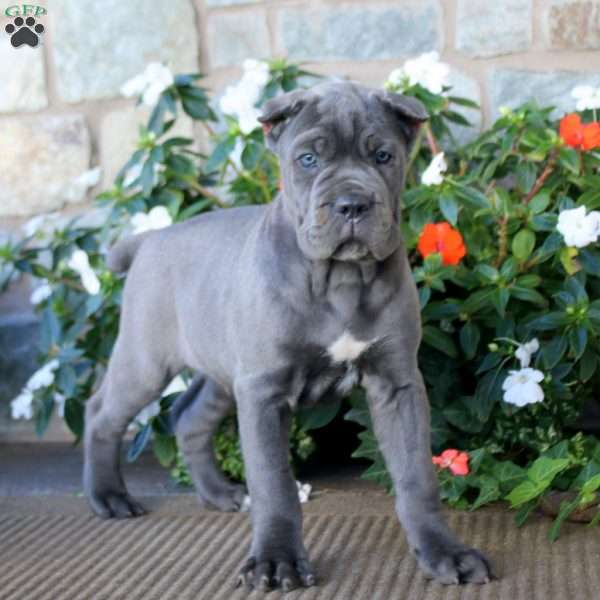 Axel, Cane Corso Puppy