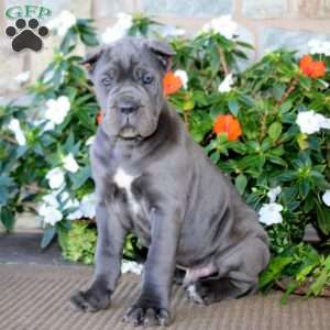 Axel, Cane Corso Puppy