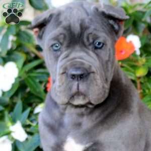 Axel, Cane Corso Puppy