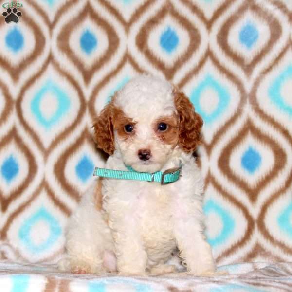Azure, Miniature Poodle Puppy