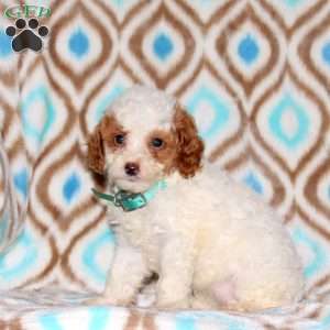 Azure, Miniature Poodle Puppy
