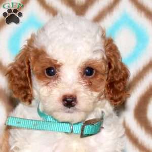 Azure, Miniature Poodle Puppy