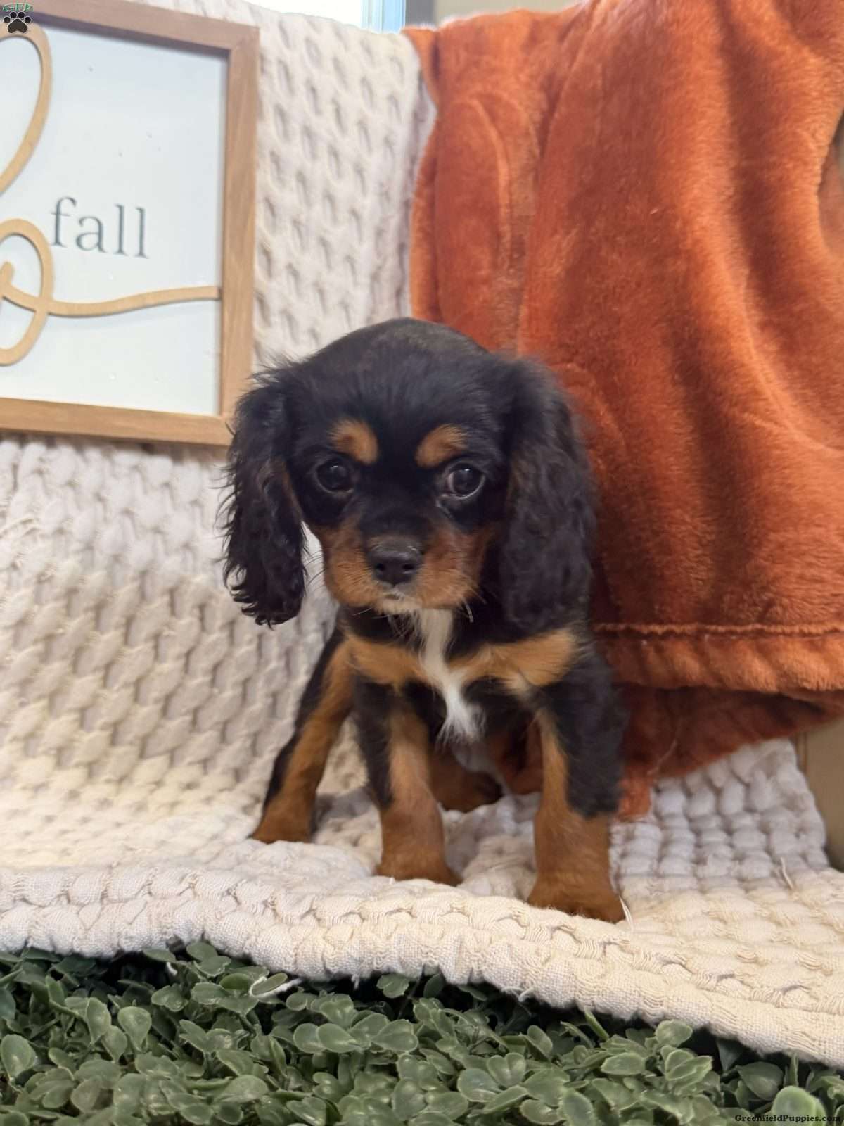Bailey (Cavalier King Charles Spaniel, Female) in Topeka, IN
