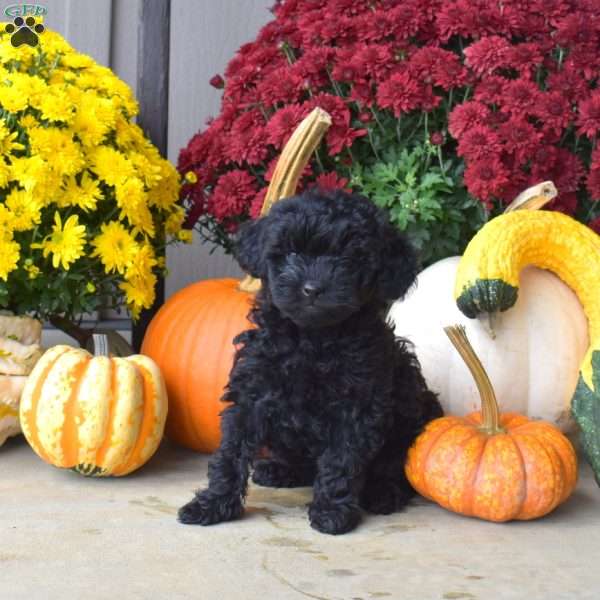 Bailey, Yorkie Poo Puppy
