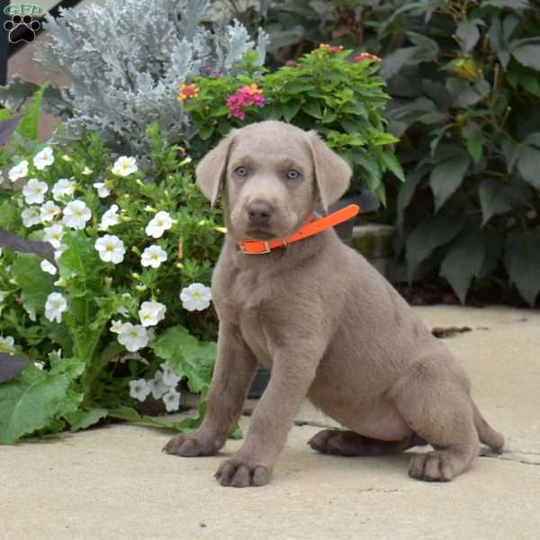 Bailey, Silver Labrador Retriever Puppy