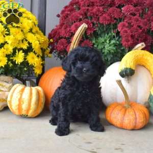 Bailey, Yorkie Poo Puppy