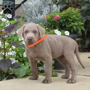 Bailey, Silver Labrador Retriever Puppy