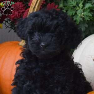 Bailey, Yorkie Poo Puppy