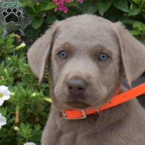 Bailey, Silver Labrador Retriever Puppy