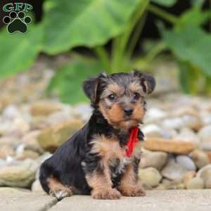 Baklava, Yorkie Poo Puppy