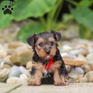 Baklava, Yorkie Poo Puppy