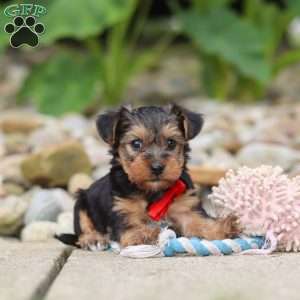 Baklava, Yorkie Poo Puppy